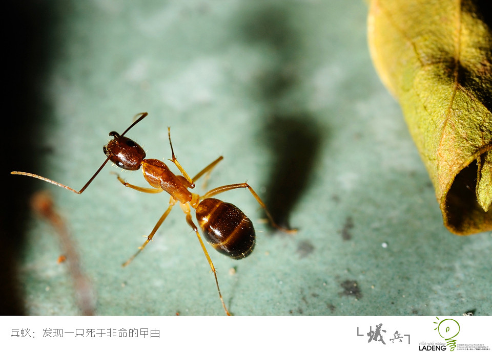 微距蚂蚁蚂蚁：矮穷挫的悲剧