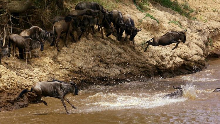 肯尼亚动物迁徙