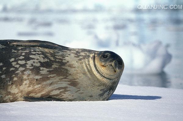 冰上漫步的海豹宝宝 南极威德尔海豹