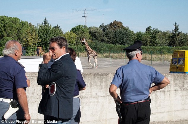 意大利动物园长颈鹿逃出 跑上街头行人惊得目瞪口呆