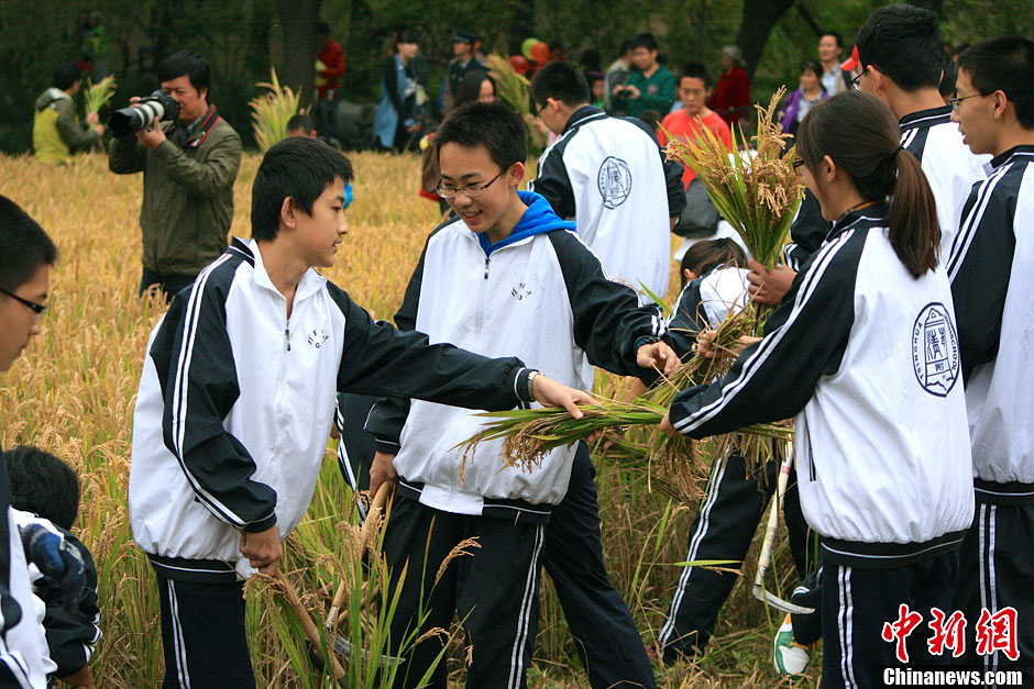 北京清华附中组织学生体验收割稻穗的辛劳 感受收获的快乐