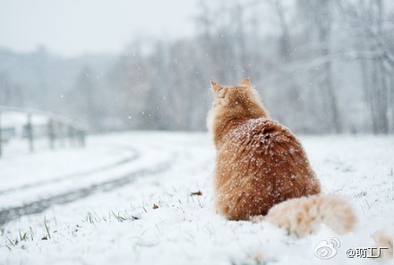雪景里过来一只毛蓬蓬的好萌的美喵