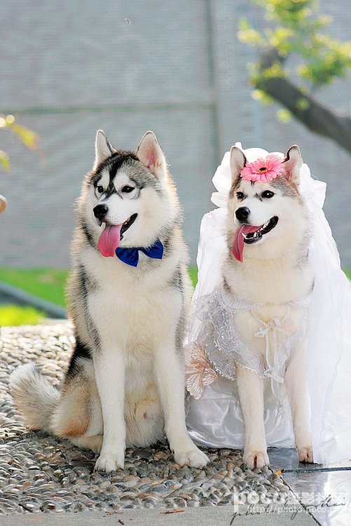 超般配狗狗的豪华婚礼