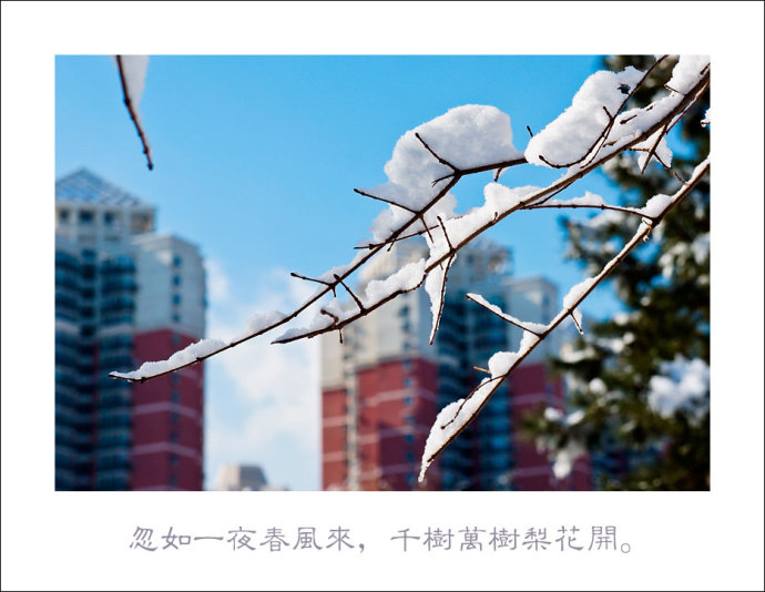 北京三月雪 难得一见的春雪