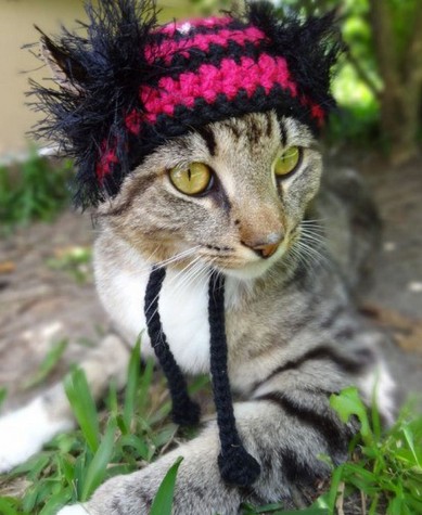 当猫咪遇到帽子