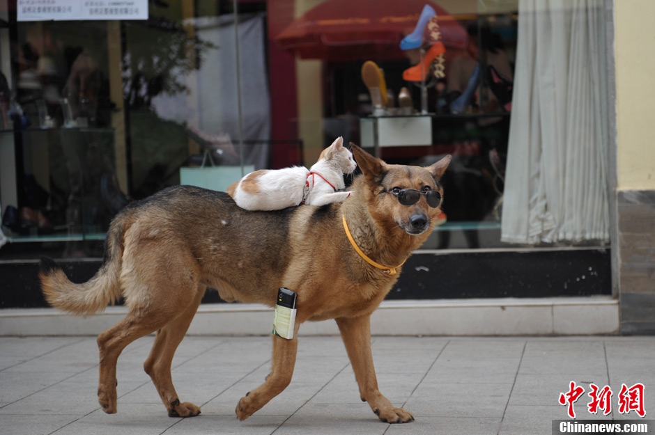 昆明街头：狗狗背小猫逛街超有爱