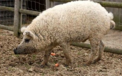 世界上有一种猪，绵羊猪，也叫草泥猪!