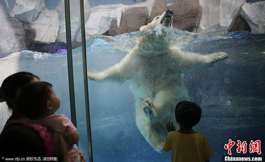 北极熊水中展示熊式健康操 萌翻众游客