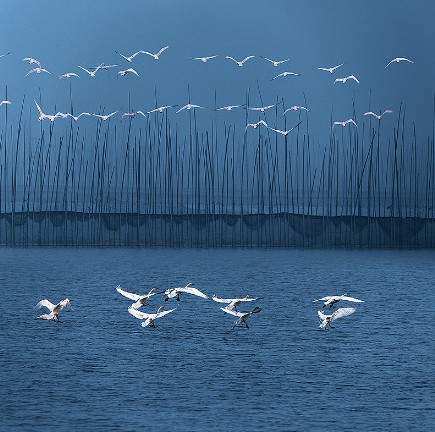 安徽--升金湖自然保护区