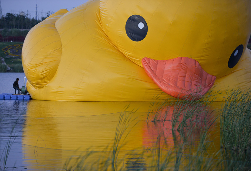 高清：大黄鸭将戏水颐和园昆明湖 吻别园博湖