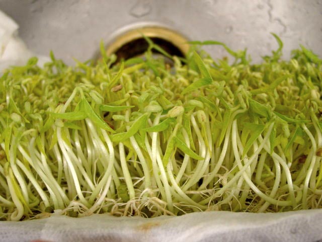 秋季吃绿豆芽 有助毒素排出
