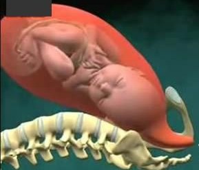胎儿出生全过程图解