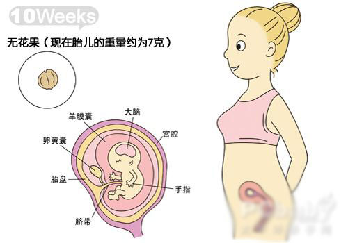 怀孕1-10月胎宝宝发育趣味图解