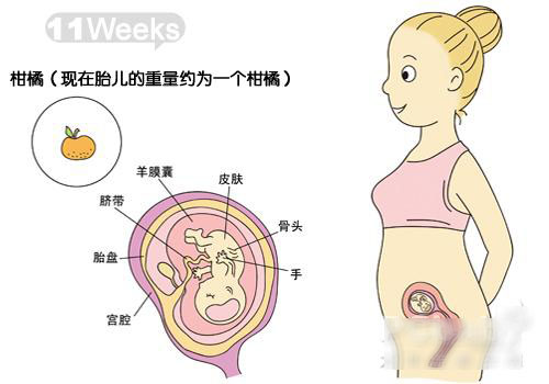 怀孕11-20周胎宝宝发育图解
