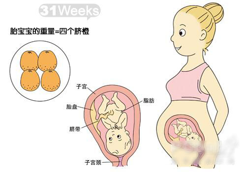 怀孕31-40周胎宝宝发育图解