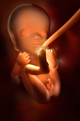 怀孕11-20周胎儿发育3D图