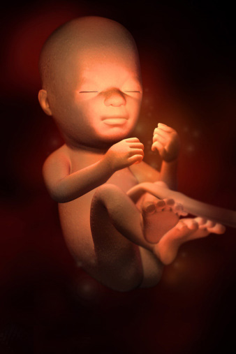 怀孕21-30周胎儿发育3D图