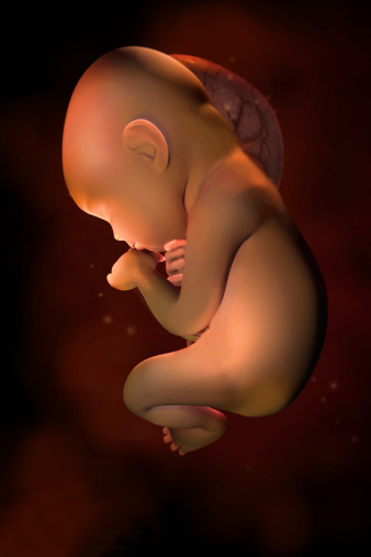 怀孕31-40周胎儿发育3D图