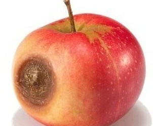 苹果发霉的过程图片图片