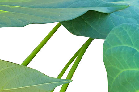 备孕期能喝奶茶吗? 备孕期能喝奶茶吗?