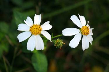 重阳节是法定节假日吗