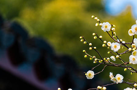 清明节为什么要吃寒食6