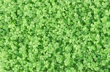 怀孕10周胎儿发育情况