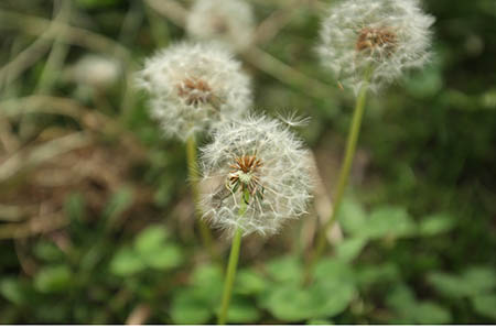 鼹鼠种花生的胎教故事1