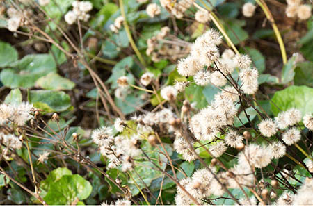 完达山菁采奶粉奶源是哪里