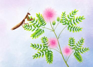 胎教故事大全每天一个：寻找隐身叶2