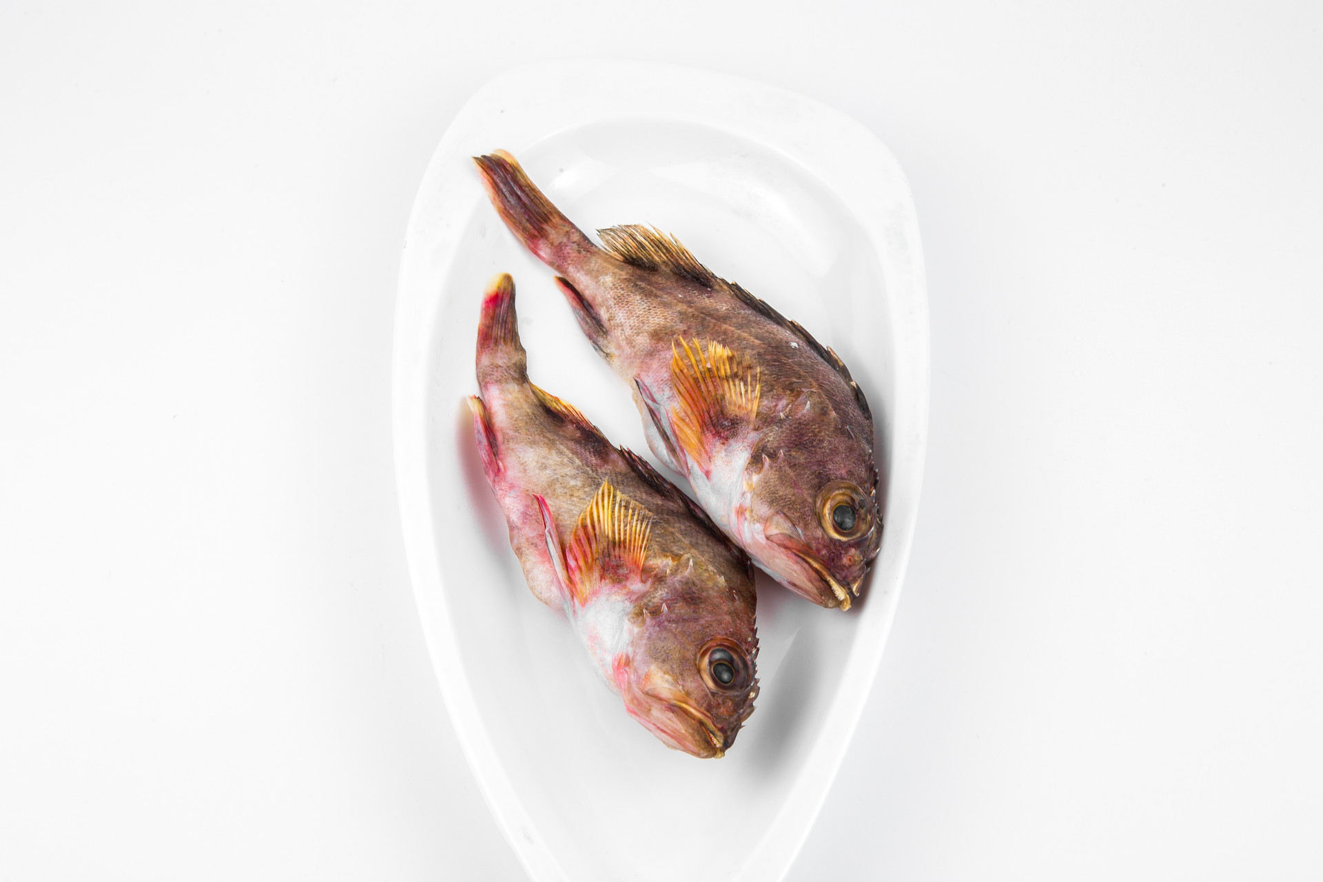 石斑鱼多少钱一斤 
