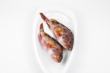 石斑鱼煲汤真煲好喝 石斑鱼煲汤真煲好喝