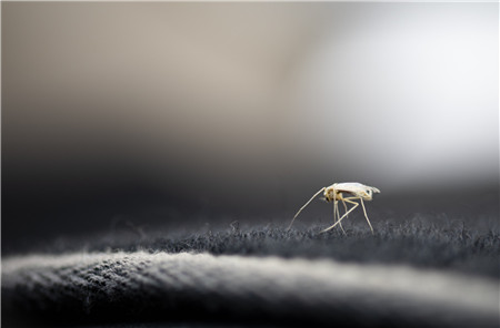 为什么蚊子喜欢咬眼皮