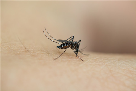 为什么蚊子喜欢咬眼皮3