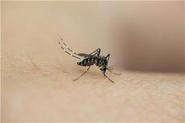 蚊虫叮咬会引起荨麻疹吗