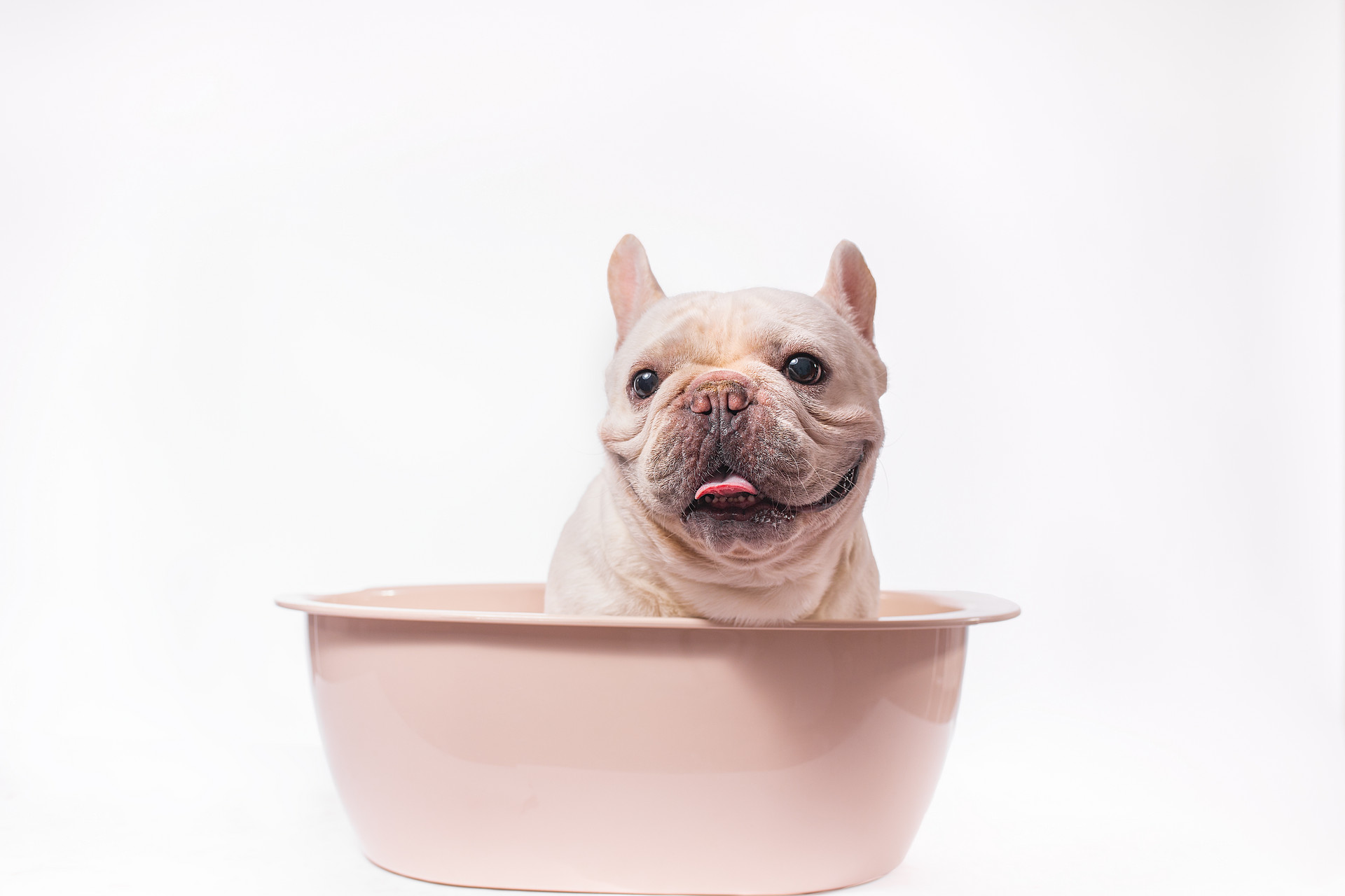 狗狗中暑一般多久恢复