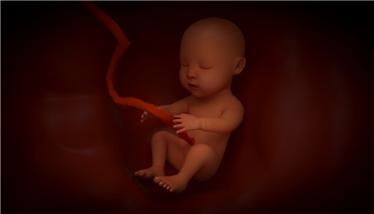 孕32周胎儿各项指标3