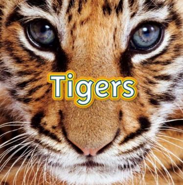《Tigers》国家地理分级绘本pdf资源免费下载
