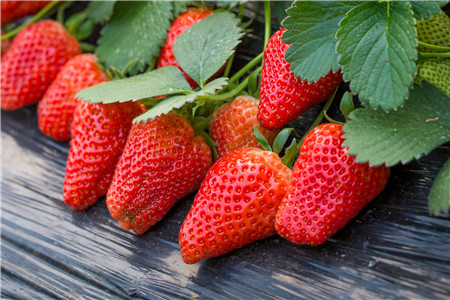 草莓是热性还是凉性3