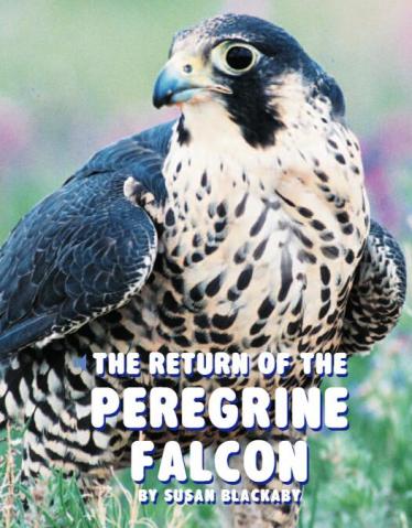 《The Return of the Peregrine Falcon》儿童英语分级读物pdf资源免费下载
