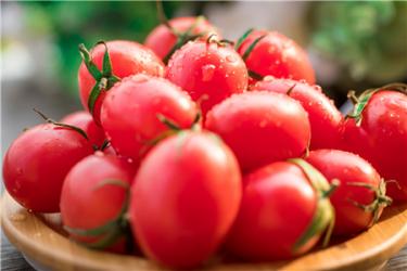 来月经可以吃番茄吗