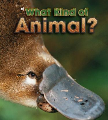 《What Kind of Animal》儿童英语分级读物pdf资源免费下载