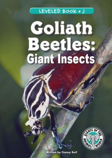 《Goliath Beetles:Giant Insects》RAZ绘本pdf资源免费下载