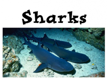 Sharks绘本PDF+音频资源免费下载