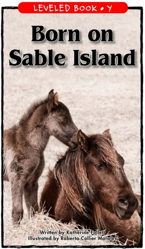 raz Y级阅读Born on Sable Island绘本PDF+音频百度网盘免费下载