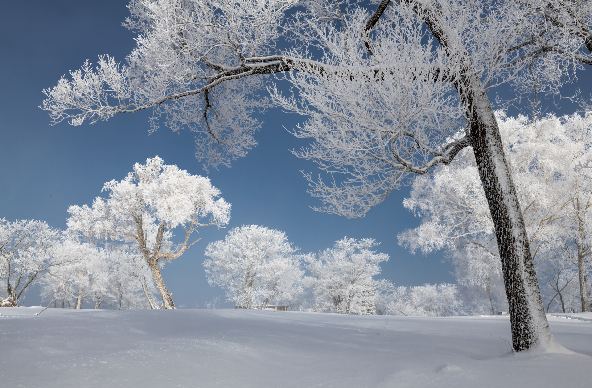 描写冬天的自然景象图片