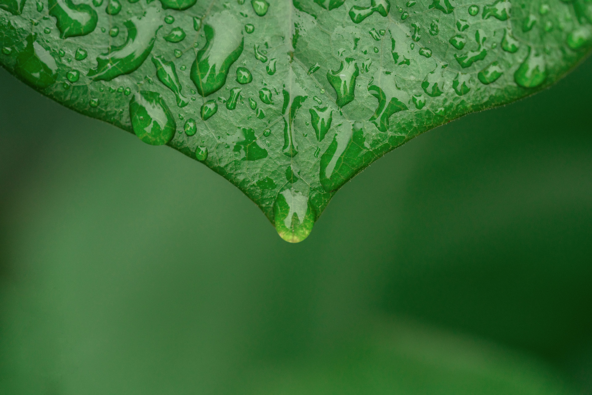 她給大地帶來了溫暖,帶來了生機,帶來了希望,春天的小雨點就像春姑娘