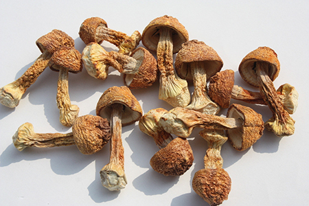 人流后可以松茸吗