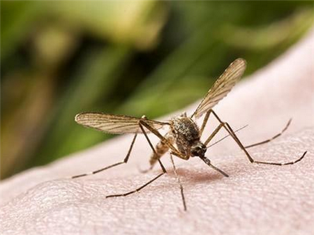 蚊虫叮咬会传播艾滋病吗