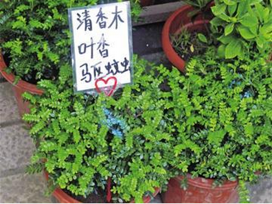 宝宝如何预防蚊虫叮咬